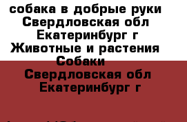 собака в добрые руки - Свердловская обл., Екатеринбург г. Животные и растения » Собаки   . Свердловская обл.,Екатеринбург г.